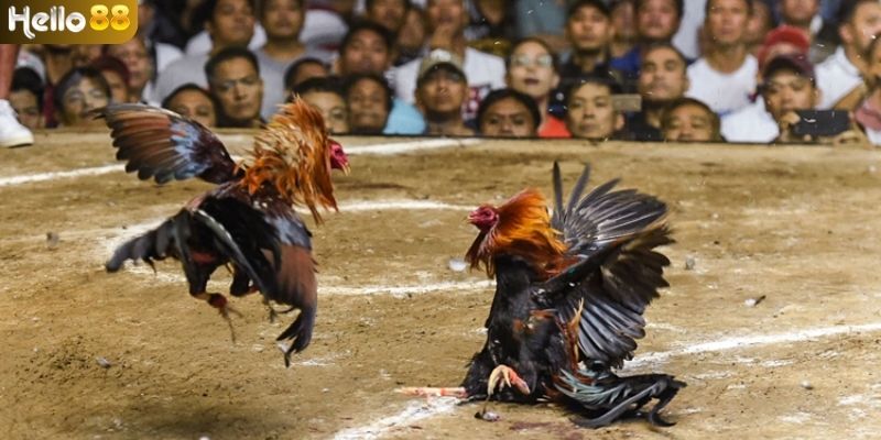Các hình thức đá gà Philippines đang được ưa chuộng
