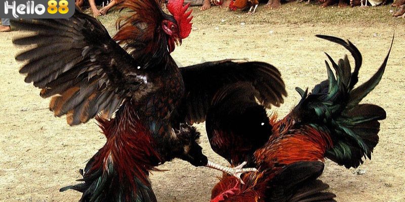 Lưu ý quan trọng của cách chọn tướng gà đá